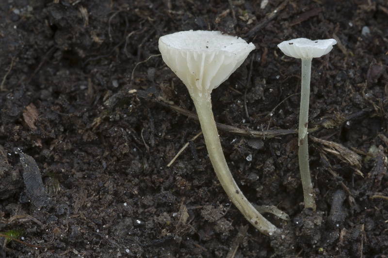 Entoloma cephalotrichum